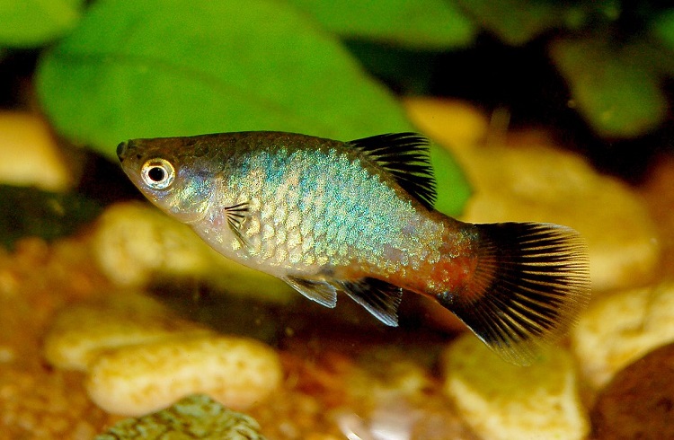 Natural Habitat Of Platy Fish