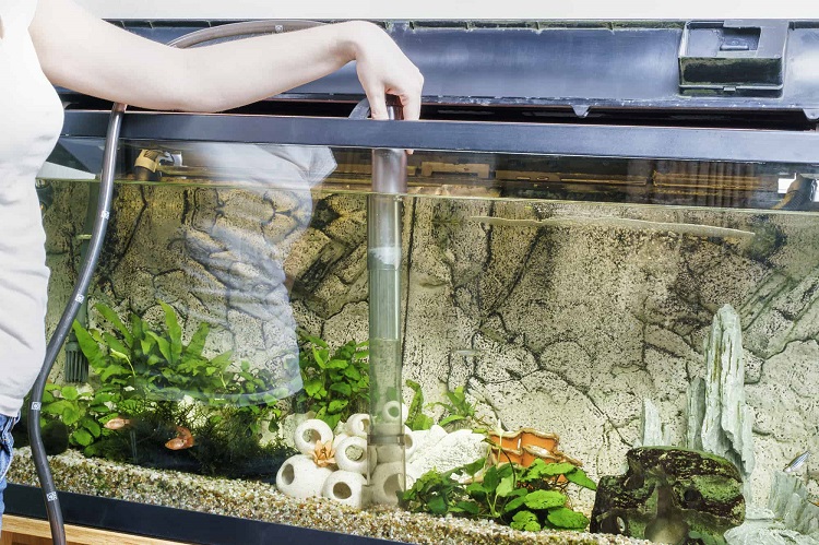 Best Self Cleaning Fish Tank for 2024 