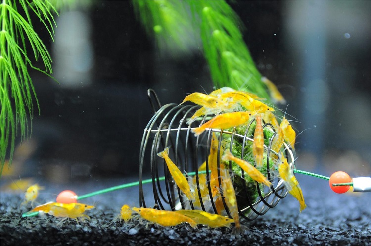 Fish tank outlet prawns