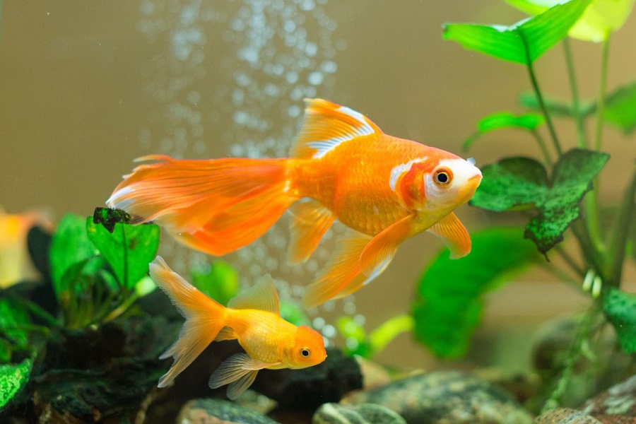 Double hot sale tail goldfish