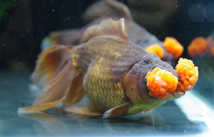 Pompom goldfish