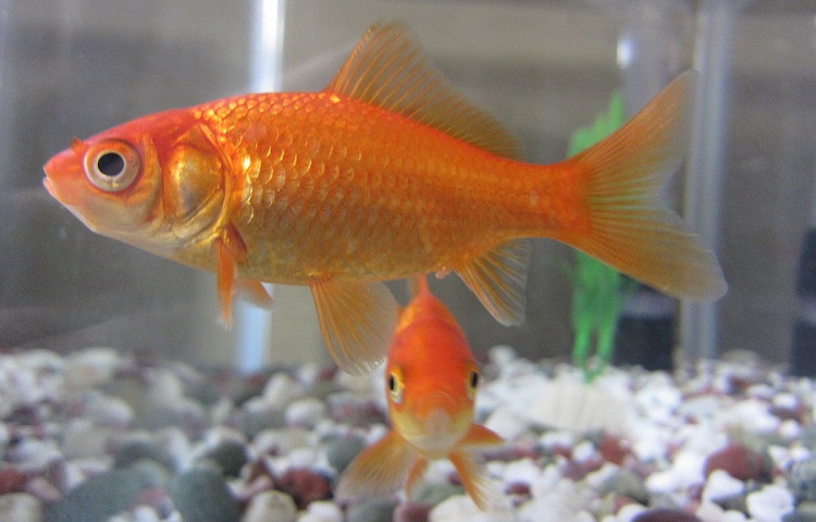 Goldfish Varieties and breeds 