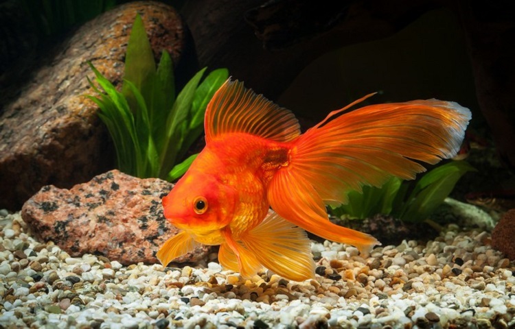 fantail goldfish