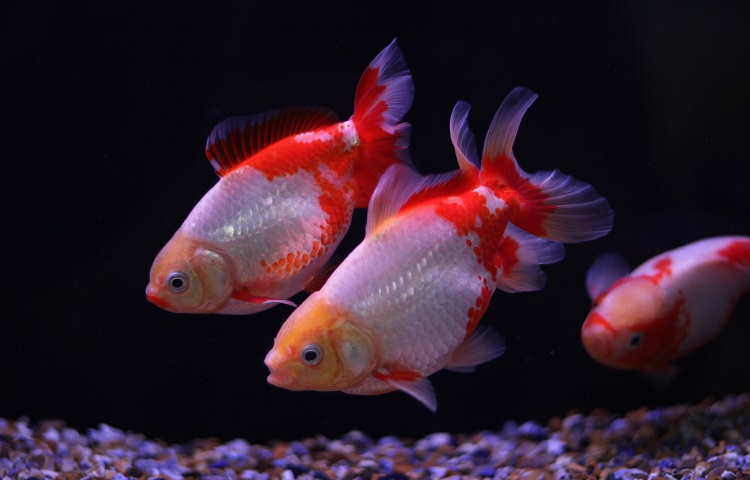 Different Types of Goldfish 