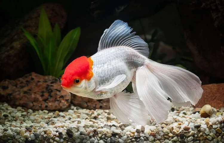 Oranda goldfish