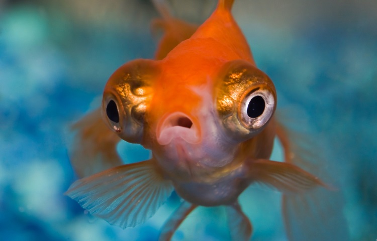 tescope goldfish characteristics