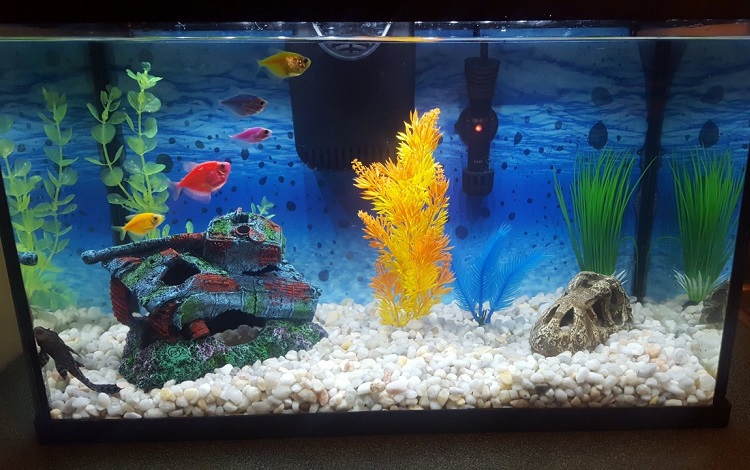 How Many Fish Can You Place in a Fish Tank?