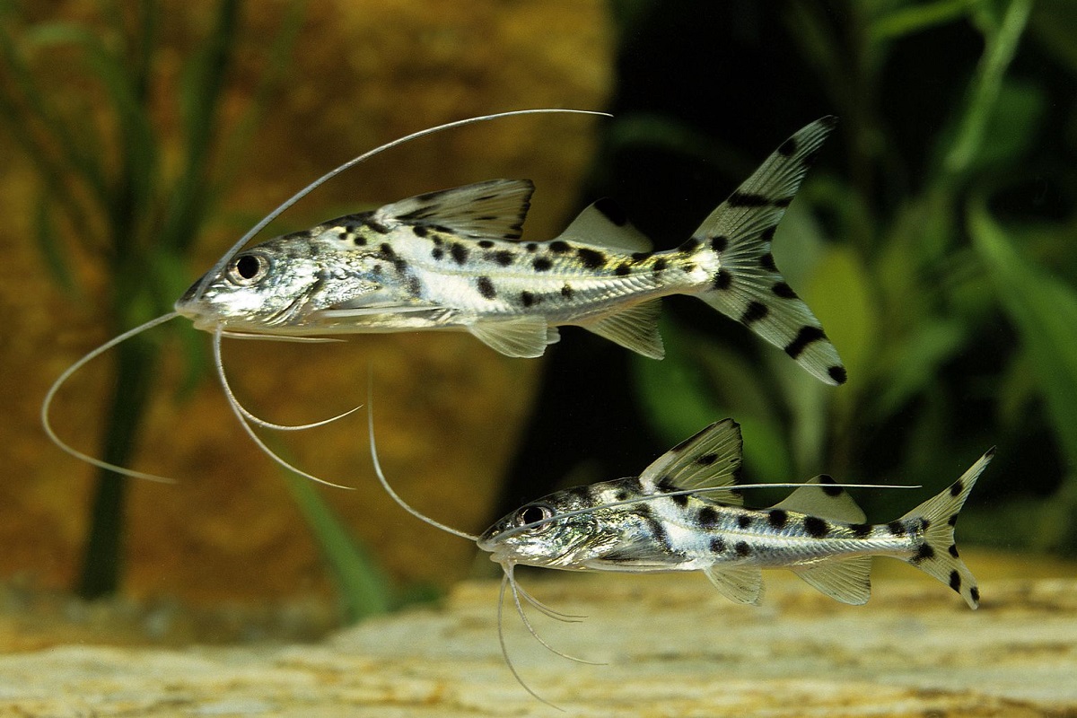 Pictus Catfish: Size, Care And Where To Get Them - FishLab