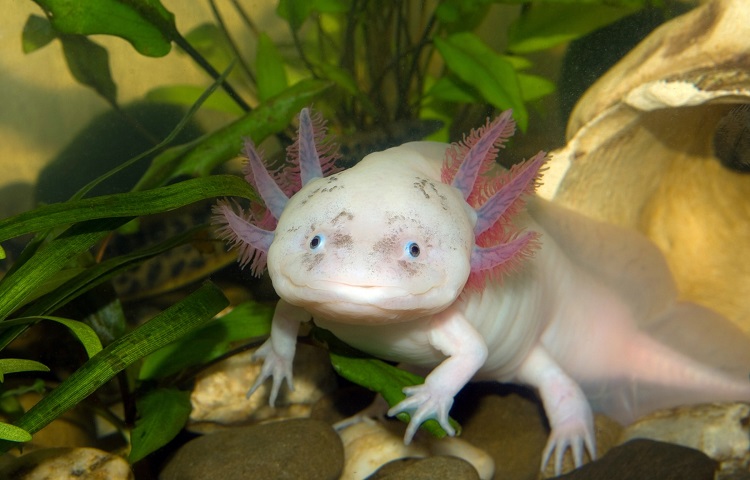 axolotl habits and nature