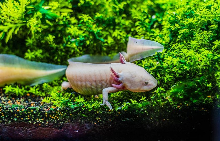 temperature for axolotl tank