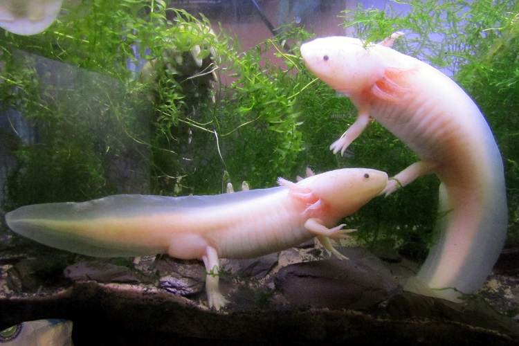 Setting up the aquarium for Axolotl