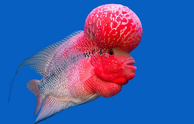 weird tropical fish