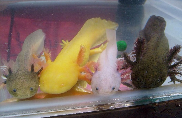 different colors of axolotl