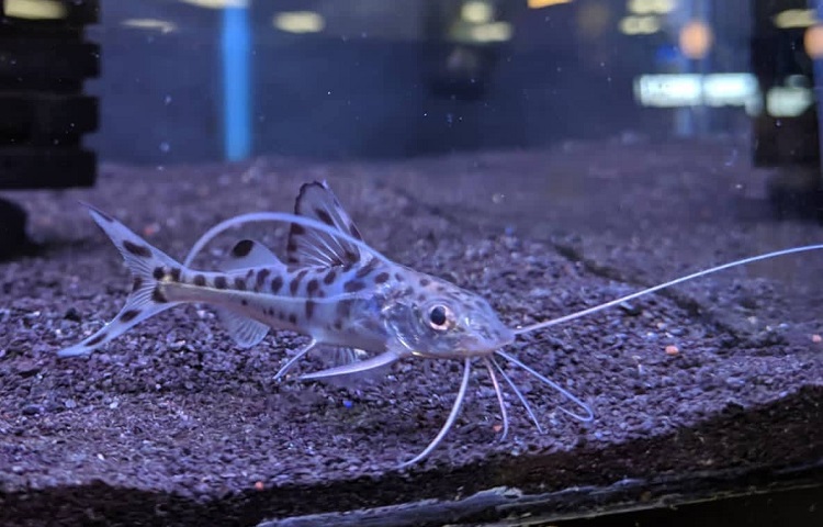 pictus feeding