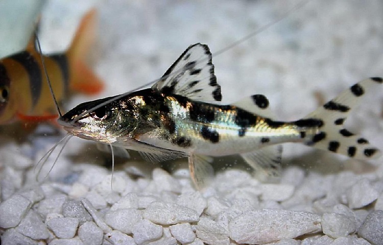 lifespan of pictus catfish