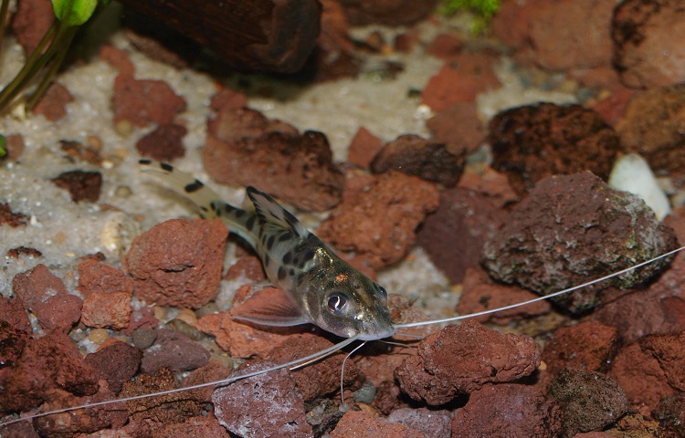 nature of pictus catfish