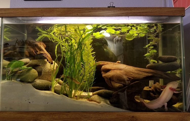 Axolotl tank size and tank setup