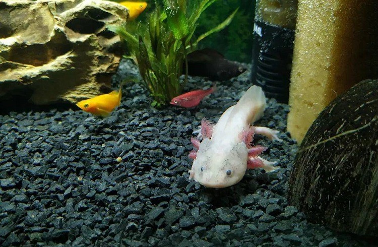 Recommended axolotl tank size is 20 gallons