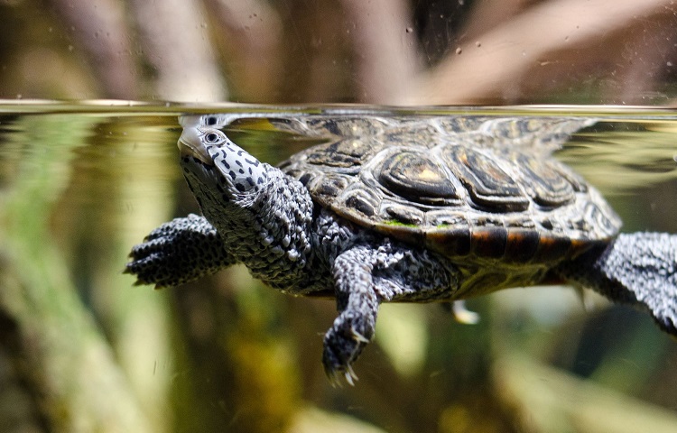 turtle in fish tank