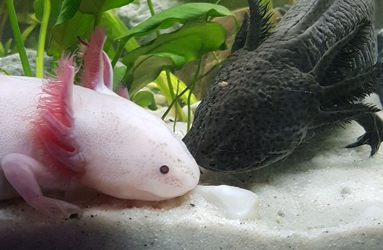 axolotl out of water