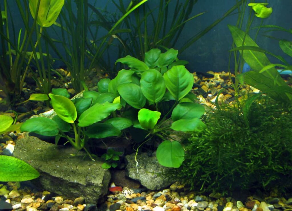 Low Light Aquarium Plants FishLab