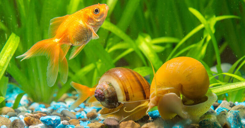 fresh water aquarium snails