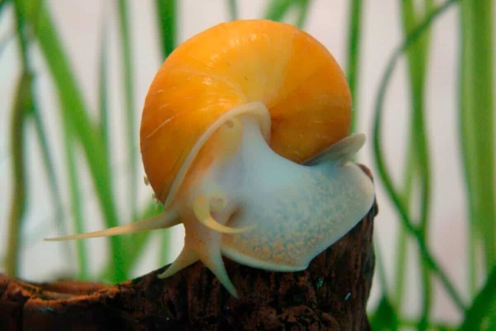 Aquarium snails3