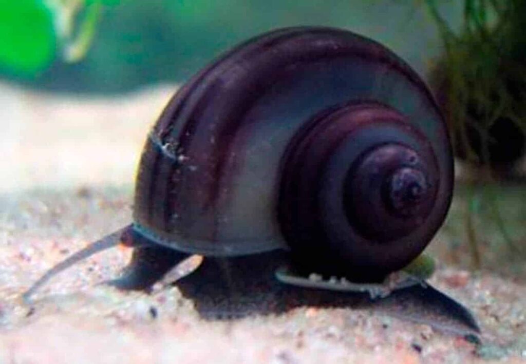 Aquarium snails4