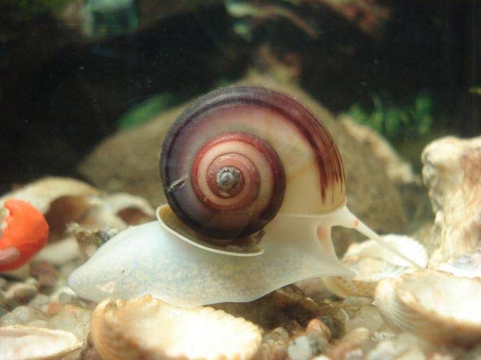 Aquarium snails5