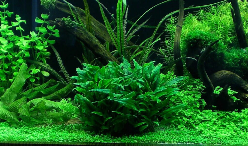 High light aquarium plants sale