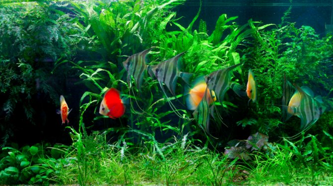 Fishes and Java Ferns