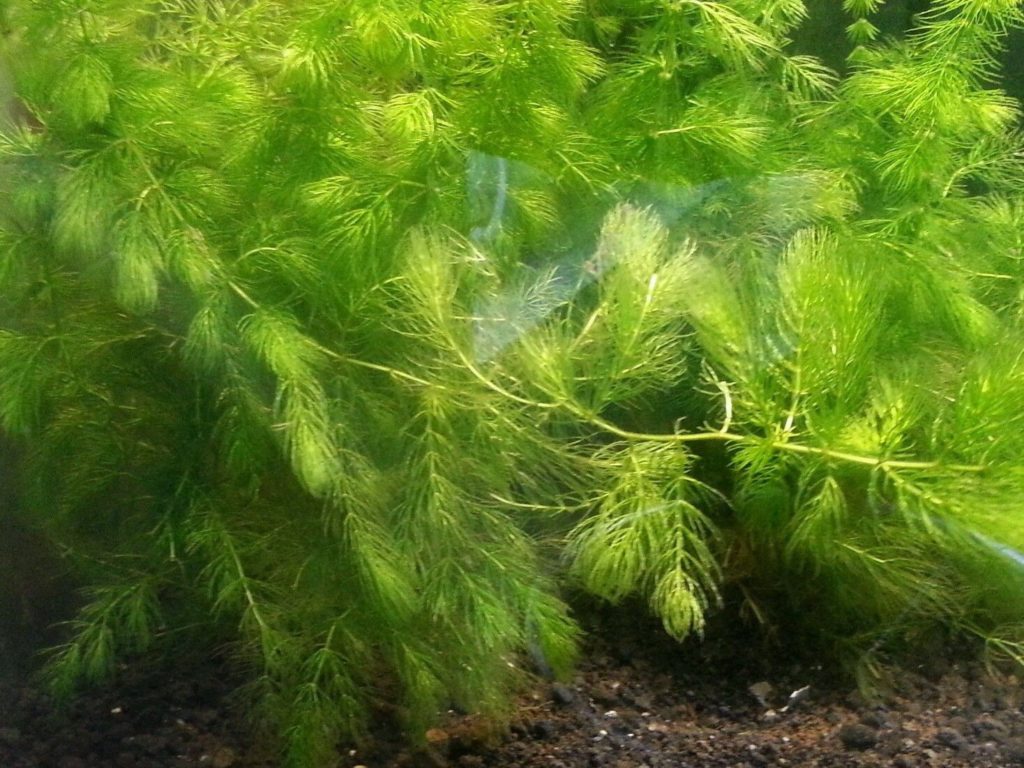 Hornwort