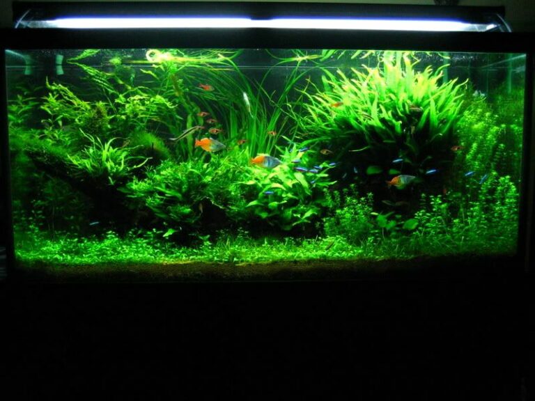 Java Fern: Species, Planting, Growth, and Care | FishLab