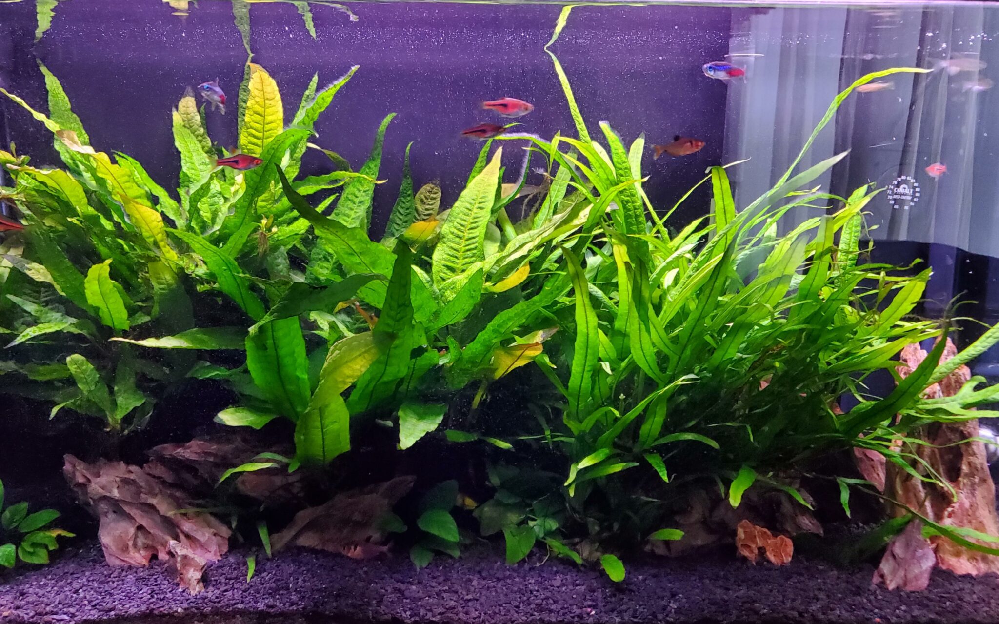 Java Fern: Species, Planting, Growth, and Care - FishLab