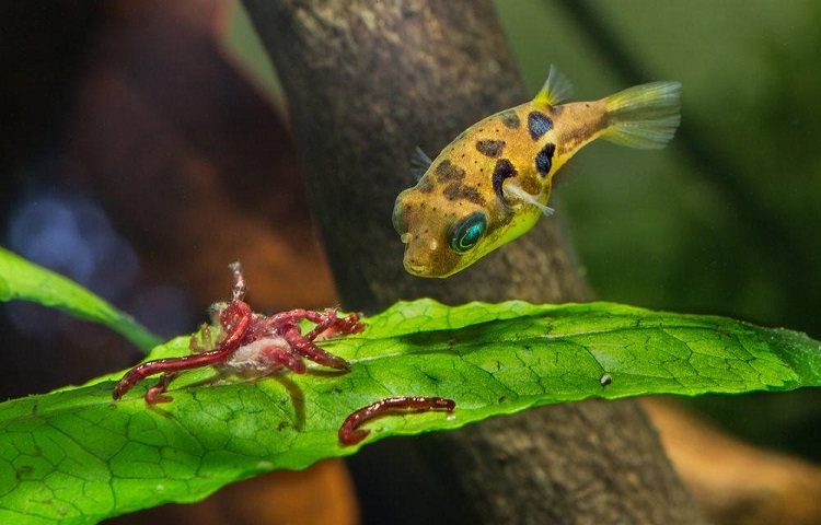 Pea Puffer feeding