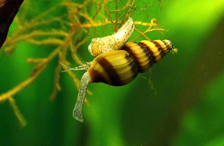 basic informations about assasin snail