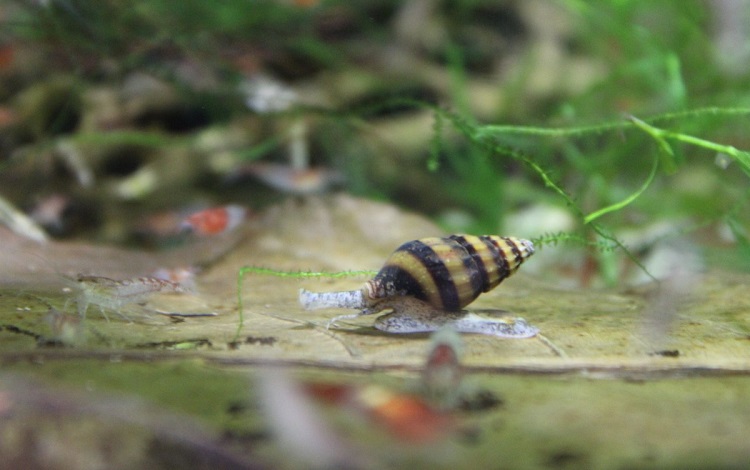 Best Type of Aquarist to Own Assasin Snail