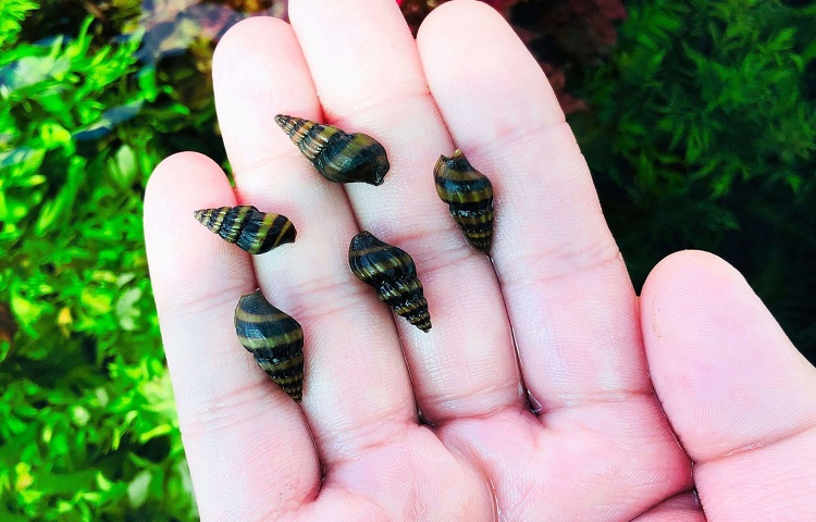 care and maintenance on assasin snails