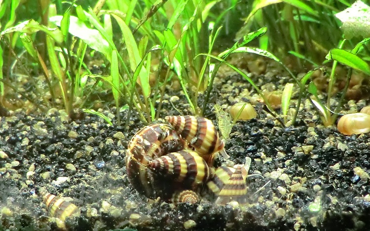 what are the best tankmates for assasin snail
