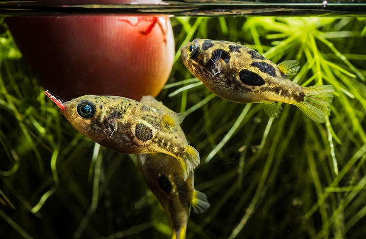 Dwarf puffer hotsell fish tank