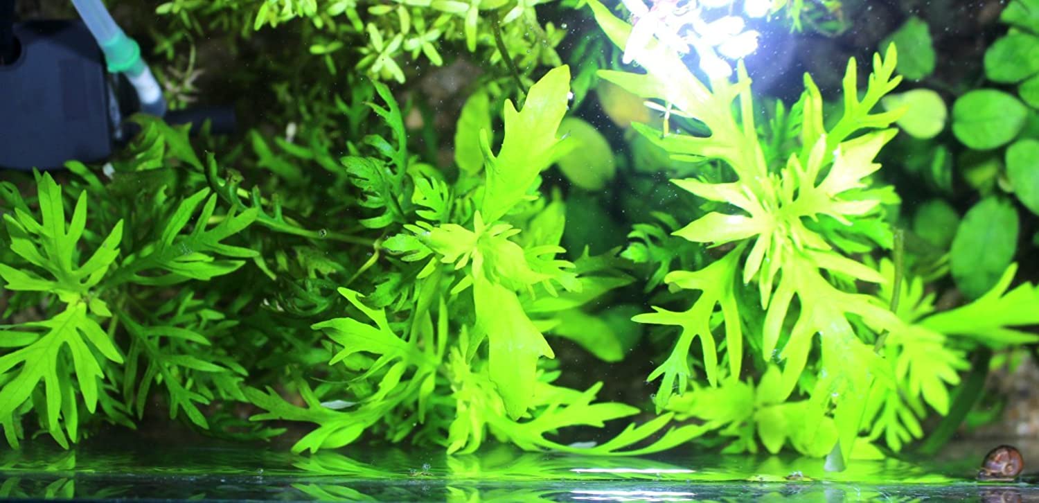 Water Wisteria Features, Care And Much More FishLab