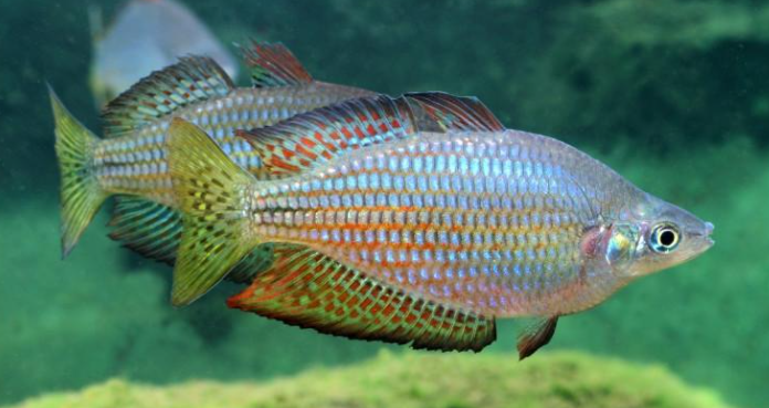 Australian rainbow hot sale fish care