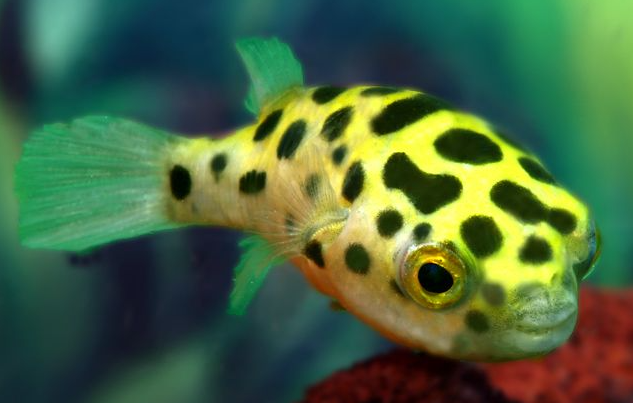 The Ultimate Guide To Freshwater Puffer Fish FishLab