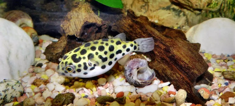 The Ultimate Guide To Freshwater Puffer Fish - FishLab