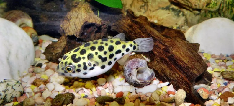 Freshwater Puffer Fish