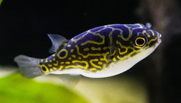 Rare freshwater puffer store fish