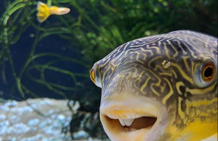 Giant freshwater puffer store fish