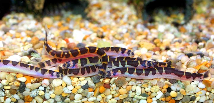 Kuhli Loach Features Care Tank Mates And More FishLab