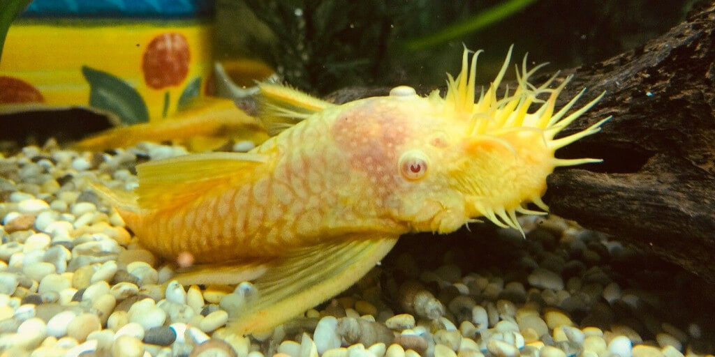 Bristlenose Catfish Care Deals
