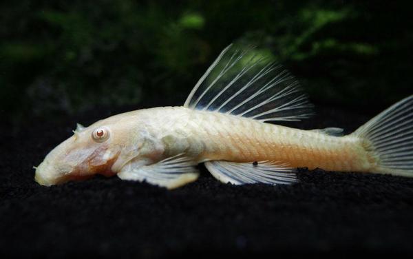 Albino Bristlenose Female